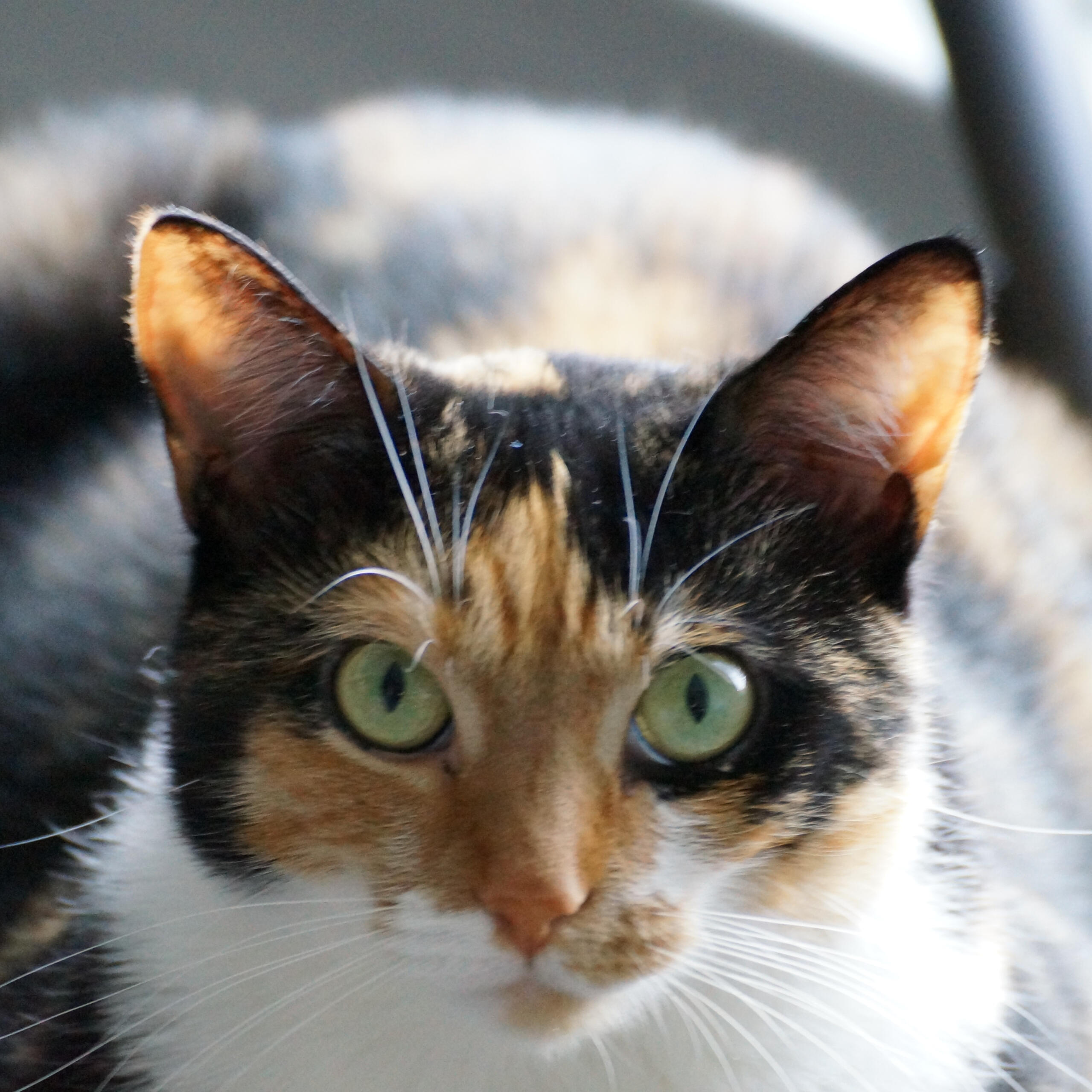 Baby Cat An image of Baby Cat from Baby Cat Smile